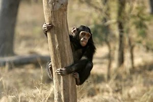 Images Dated 16th July 2004: Chimpanzee - climbing tree. Chimfunshi Chimp Reserve - Zambia - Africa