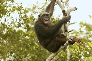 Images Dated 20th January 2004: Chimpanzee Climbing tree Concuati, Congo, Central Africa