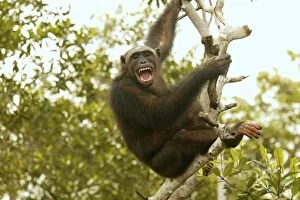 Images Dated 20th January 2004: Chimpanzee Climbing tree Concuati, Congo, Central Africa