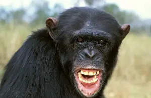 Chimpanzee - close-up of face