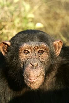 Images Dated 15th July 2004: Chimpanzee - close-up of face. Chimfunshi Chimp Reserve - Zambia - Africa