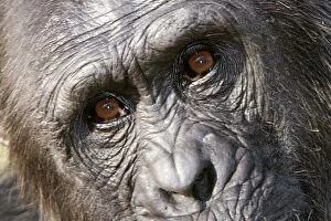 Images Dated 16th July 2004: Chimpanzee - close-up of face. Chimfunshi Chimp Reserve - Zambia - Africa