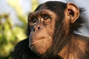 Chimps Collection: Chimpanzee - close-up of face. Chimfunshi Chimp Reserve - Zambia - Africa