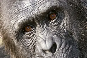 Chimpanzee - close-up of face. Chimfunshi Chimp Reserve - Zambia - Africa