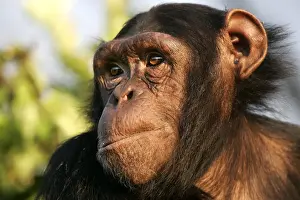Chimps Prints: Chimpanzee - close-up of face. Chimfunshi Chimp Reserve - Zambia - Africa