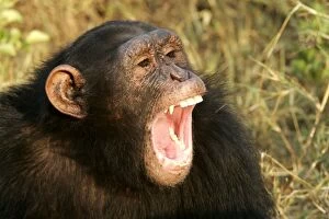 Chimpanzee - close-up of face, with mouth open, aggressive