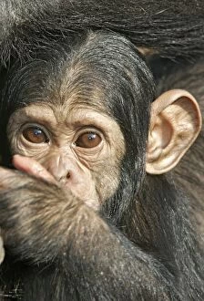 Chimpanzee - close-up of face of young