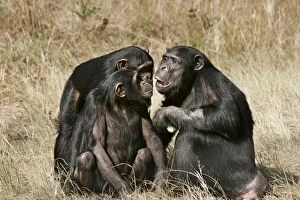 Chimpanzee - three in communication