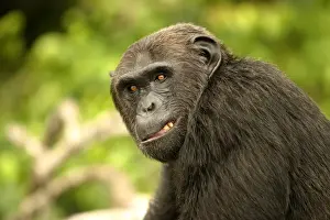 Chimpanzee Concuati, Congo, Central Africa