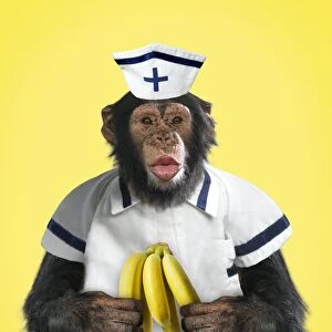 Chimpanzee - dressed as nurse holding bananas and