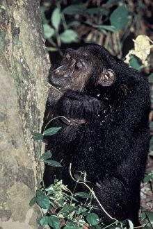 Chimpanzee eating