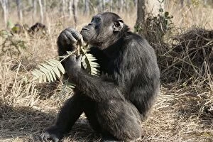 Chimpanzee - eating