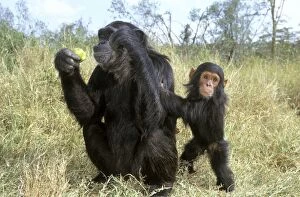 Images Dated 27th April 2004: Chimpanzee Eating Apple With Baby Tanzania