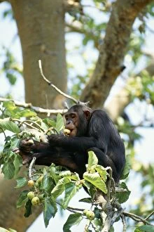 Images Dated 16th November 2004: Chimpanzee Eating figs, Mahale Mountains, Tanzania, Africa