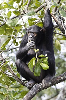 Chimpanzee - eating fruits Chimpanzee - eating fruits