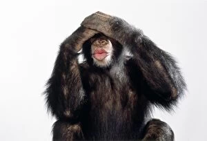 Chimps Gallery: Chimpanzee - see no evil