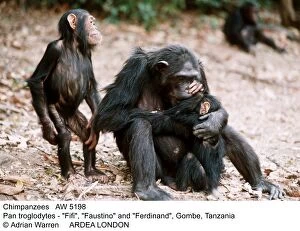 Chimpanzees Gallery: CHIMPANZEE - family, Fifi, Faustino and Ferdinand