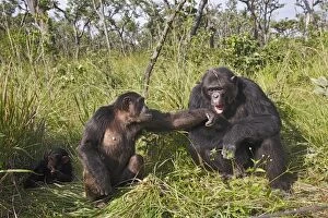 Images Dated 16th April 2006: Chimpanzee - family group. Chimfushi - Zambia
