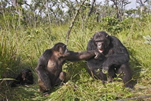 Images Dated 16th April 2006: Chimpanzee - family group. Chimfushi - Zambia