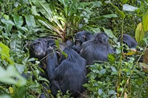 Chimpanzee - family group showing social grooming behaviour