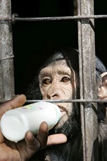 Chimpanzees Gallery: Chimpanzee - being fed milk from a bottle though cage bars