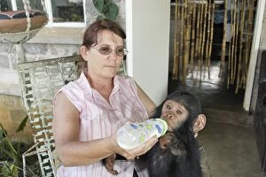 Bottle Gallery: Chimpanzee  - being fed by Sylvia Siddle
