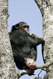 Chimps Prints: Chimpanzee - female in oestrus. Chimfunshi Chimp Reserve - Zambia - Africa