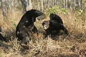 Chimpanzee - female protecting her young from a male