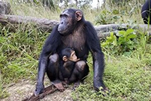 Images Dated 19th April 2006: Chimpanzee - female with six week old baby. Chimfushi - Zambia