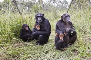 Images Dated 16th April 2006: Chimpanzee - female of young. Chimfushi - Zambia