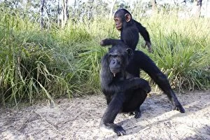 Images Dated 17th April 2006: Chimpanzee - female & young. Chimfushi - Zambia