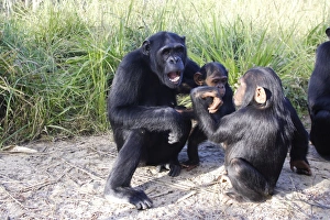 Images Dated 17th April 2006: Chimpanzee - female & young. Chimfushi - Zambia