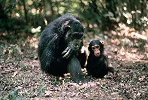 CHIMPANZEE - Fifi with Ferdinand, 1 yr old Gombe, Tanzania, Africa