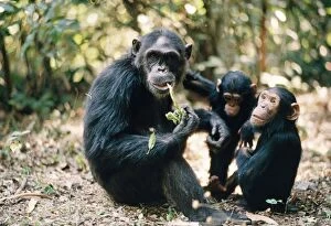Images Dated 30th June 2005: Chimpanzee - Fifi Ferdinand Faustina Gombe, Tanzania, Africa
