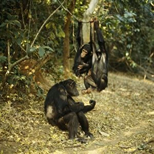 Chimpanzee - Fifi Ferdinand & Faustino