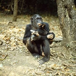 Chimpanzee - Fifi with one year old Ferdinand. Note white hair tuft around bottom of youngster, which identifies age