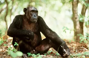 Chimpanzee FL 1018A Sitting down - Mahale mountains, Tanzania Pan troglodytes © Ferrero-Labat / ardea. com