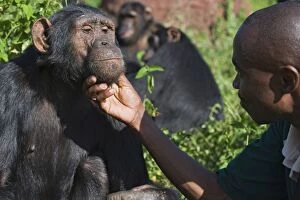Chimpanzee - with Fred Nizeyimana (Veterinarian)