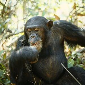 Chimpanzee - Freud alpha male 23 years old, eating Harungana Madagascar