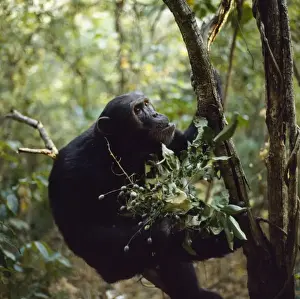Chimpanzee - Freud with berries (Pseudospondias microcarpa) Gombe, Tanzania, Africa