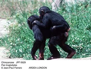 Chimpanzees Gallery: CHIMPANZEE - giving piggyback to second chimpanzee
