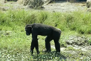 Chimpanzee GKB 1118 Pan troglodytes © G. K. Brown / ARDEA LONDON