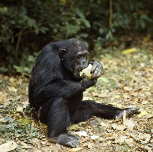 Chimpanzee - Goblin eating fruit of Conopharyngia holstii, split open on a rock Chimpanzee - Goblin eating fruit of Conopharyngia holstii, split open on a rock