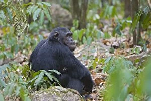 Images Dated 8th September 2005: Chimpanzee Gombe Stream Reserve, Tanzania