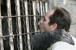 Chimpanzees Gallery: Chimpanzee - greeting man though cage bars