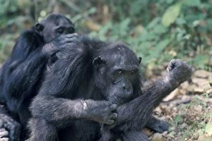 Chimpanzee - grooming