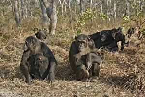 Chimpanzee - group