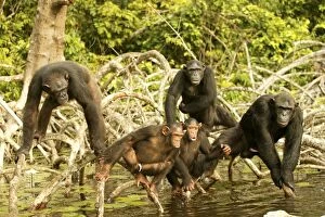 CHIMPANZEE - group together, on Mangrove branches, above water