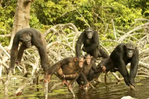 Troops Prints: Chimpanzee Group together, standing up on branches