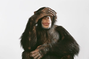 Hairy Gallery: Chimpanzee - hand over eyes See No Evil
